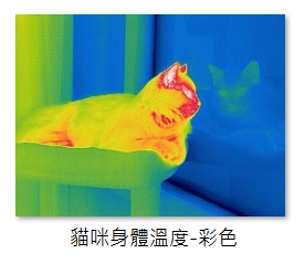 貓咪身體溫度_彩色