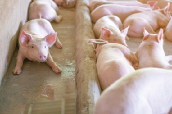 pig-health pig-health